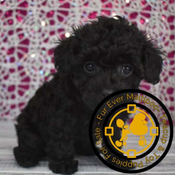 Montreal-poodle-puppies-for-sale. Montreal poodle puppies for sale