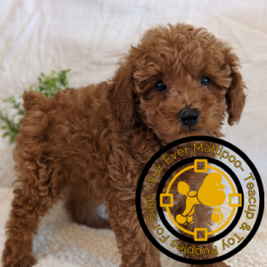 Poodle-Puppies-for-Sale-in-New-Mexico. Poodle Puppies for Sale in New Mexico
