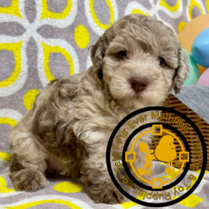 Chocolate-merle-poodle-for-sale