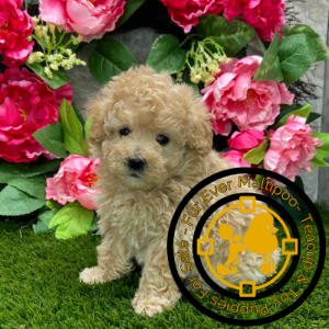 Toy-Poodle-Dogs-and-Puppies-in-Wales. Toy Poodle Dogs and Puppies in Wales
