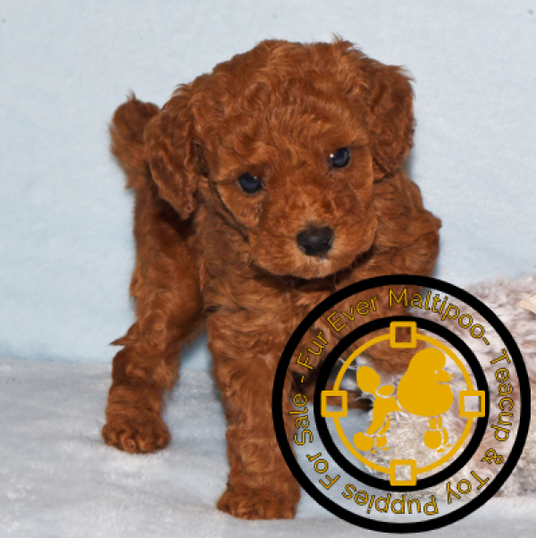 Teacup-poodle-puppies-for-sale-in-Canada. Teacup poodle puppies for sale in Canada