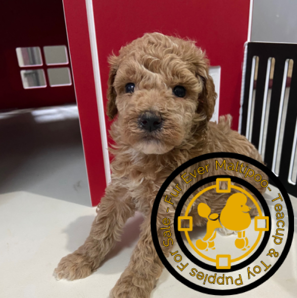 poodle-puppies-for-sale-near-me