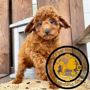 Miniature-Poodles-for-Sale-in-Northern-Ireland. Miniature Poodles for Sale in Northern Ireland