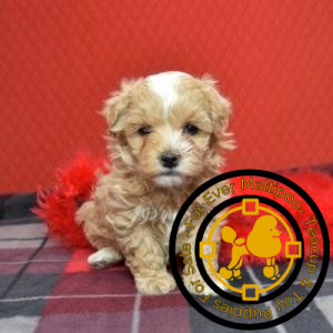 Maltipoo puppies for sale in Maryland