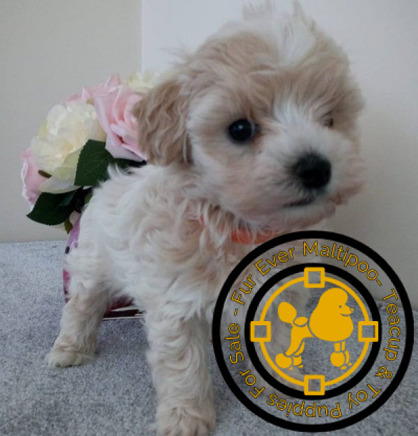 Affordable maltipoo puppies for sale