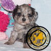Toy-poodle-in-Scotland-Puppies-for-Sale. Toy poodle in Scotland Puppies for Sale