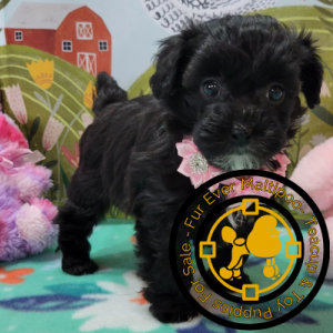 black-poodle-puppies-for-sale