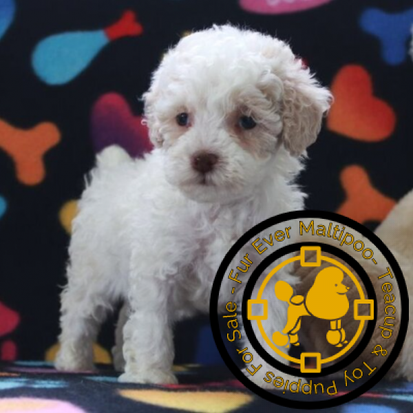 Toy-poodle-puppies-near-me-for-sale