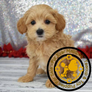 Small maltipoo puppies for sale