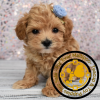 Maltipoo puppies for sale in Michigan