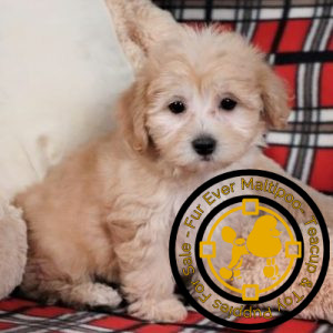 Maltipoo Dogs & Puppies For Adoption in Colorado