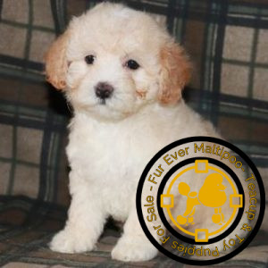 maltipoo-puppies-for-sale-in-illinois