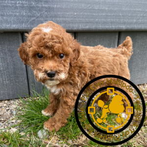 Teacup-poodle-puppies-for-sale-in-Washington. Teacup poodle puppies for sale in Washington