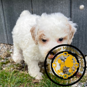 Toy-poodle-puppies-Maryland. Toy poodle puppies Maryland