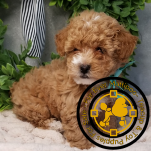 Poodle-puppies-for-sale-in-Mississippi. Poodle puppies for sale in Mississippi
