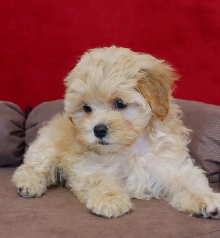 Maltipoo-Puppies-For-Sale-in-Bowling-Green-KY. Maltipoo Puppies For Sale in Bowling Green KY
