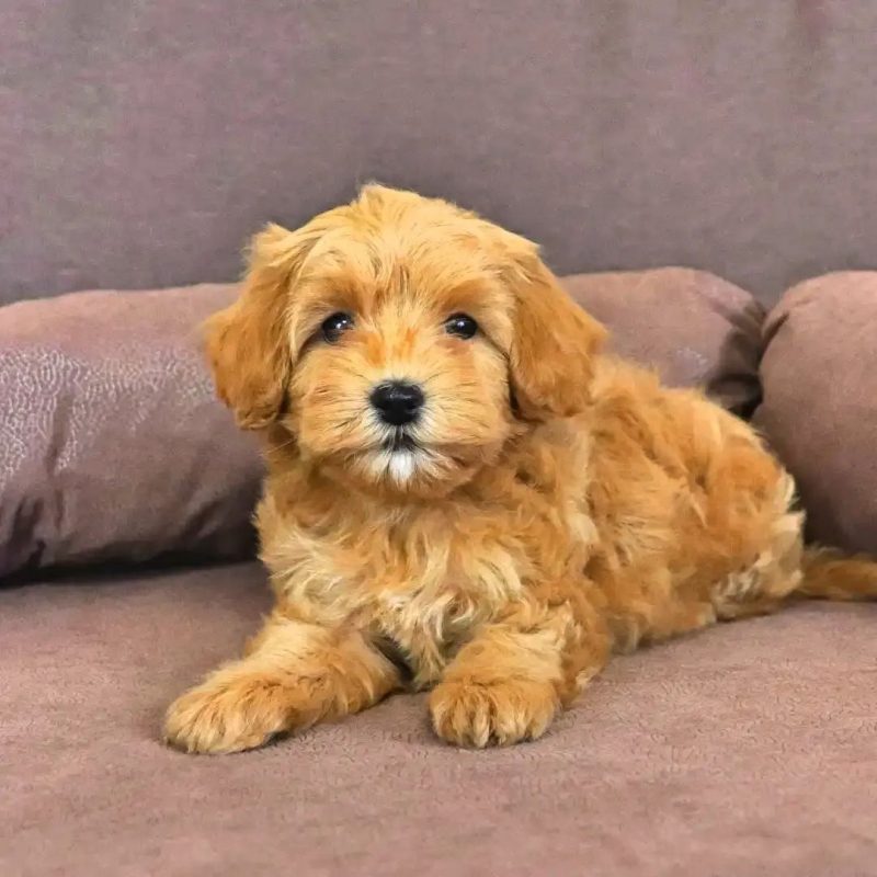 Maltipoo-Puppies-for-Sale-in-Louisville-KY. Maltipoo Puppies for Sale in Louisville KY