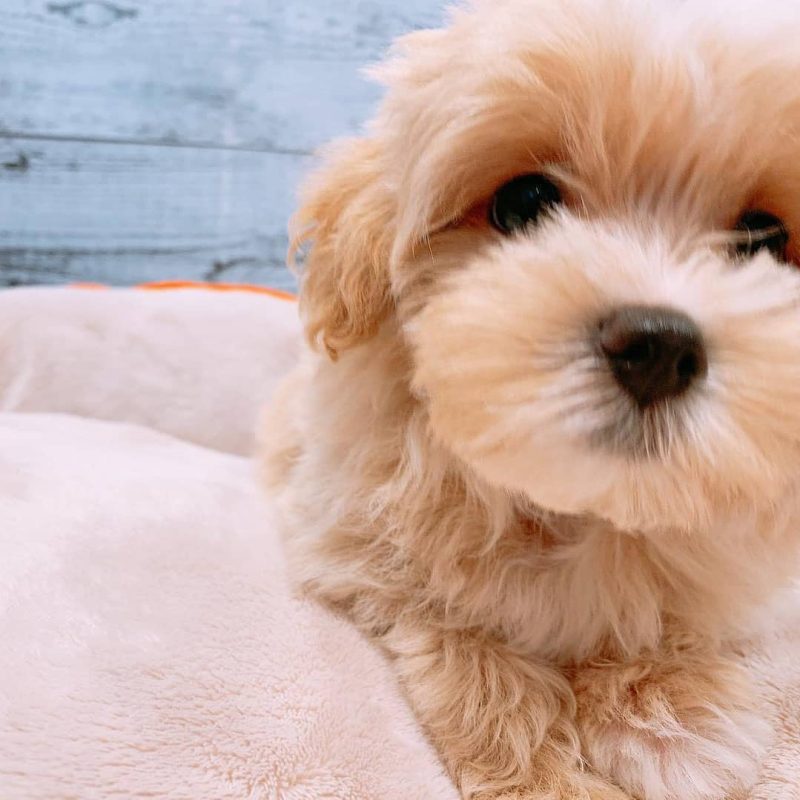 Maltipoo-Puppies-for-Sale-near-Grand-Forks-ND. Maltipoo Puppies for Sale near Grand Forks ND