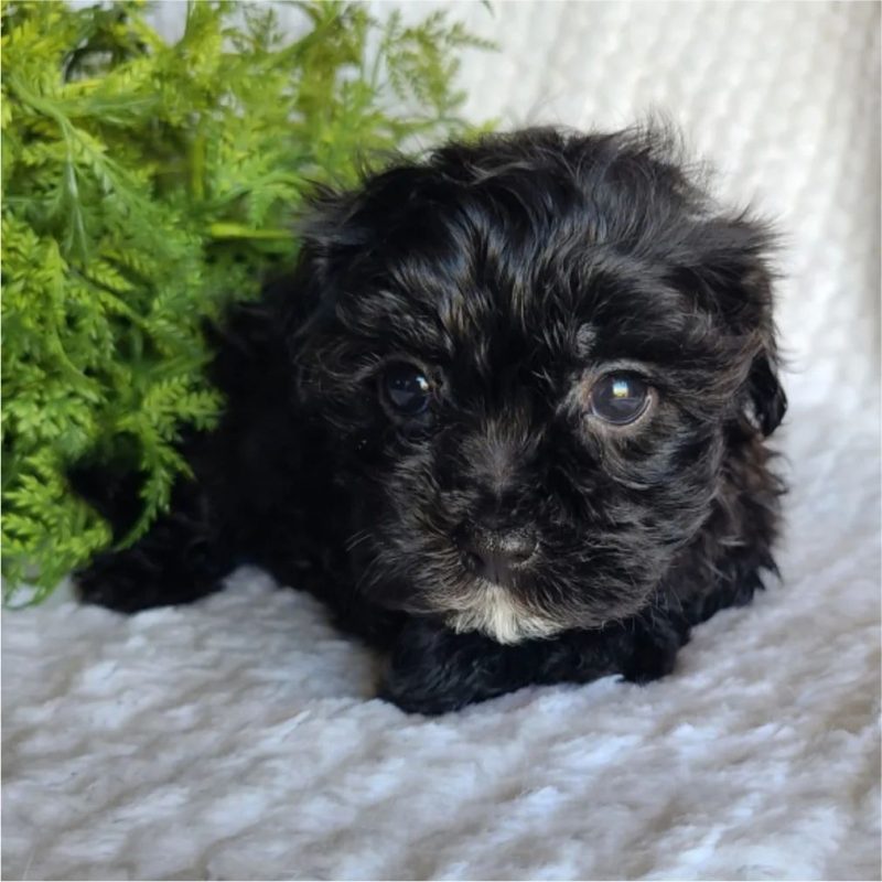 Maltipoo-Puppies-for-Sale-in-Yonkers-NY. Maltipoo Puppies for Sale in Yonkers NY