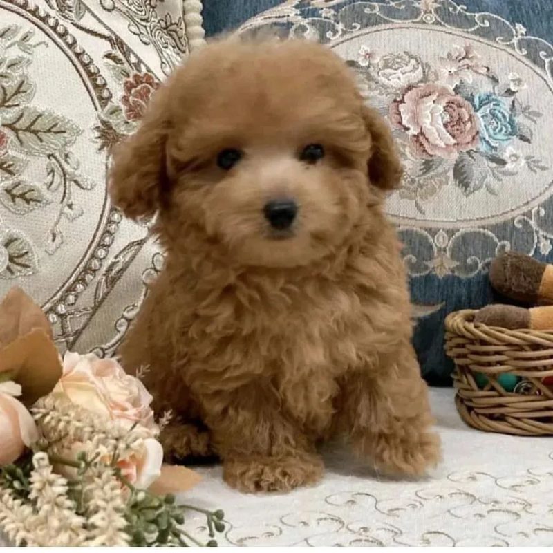 Maltipoo-Puppies-for-Sale-near-Butte-Montana. Maltipoo Puppies for Sale near Butte Montana