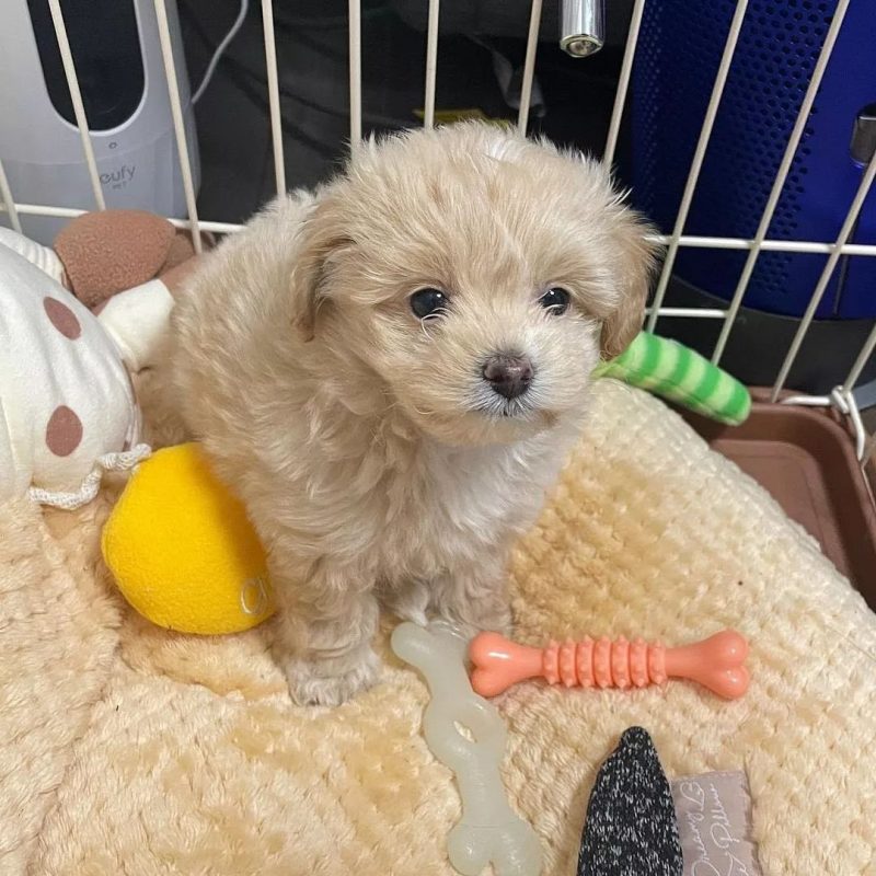 Maltipoo-Puppies-For-Sale-in-Cheyenne-WY. Maltipoo Puppies For Sale in Cheyenne WY