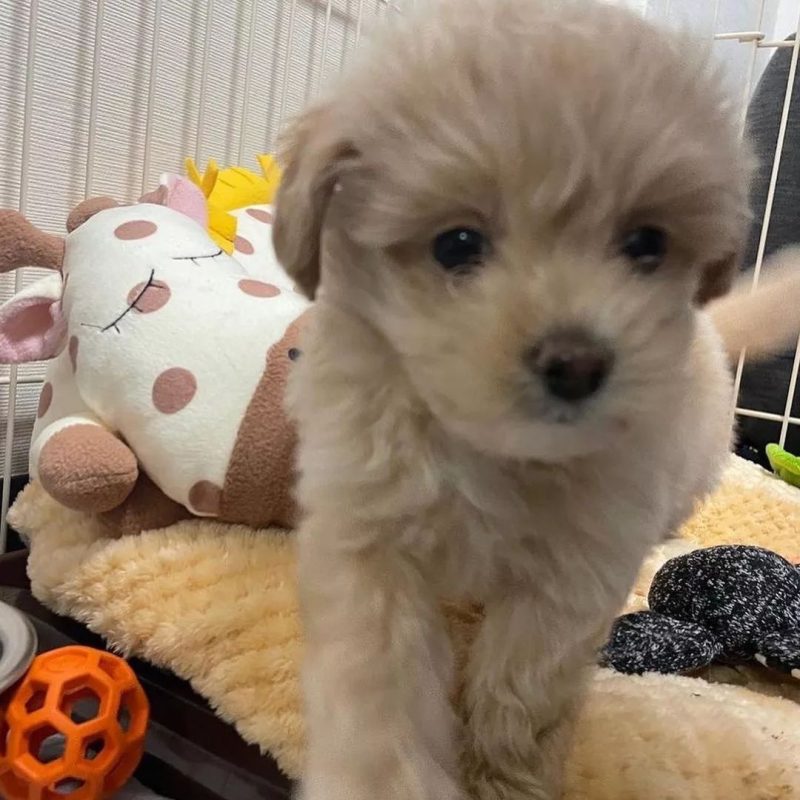 Find-Maltipoo-Puppies-for-Sale-Near-Green-Bay-WI. Find Maltipoo Puppies for Sale Near Green Bay WI