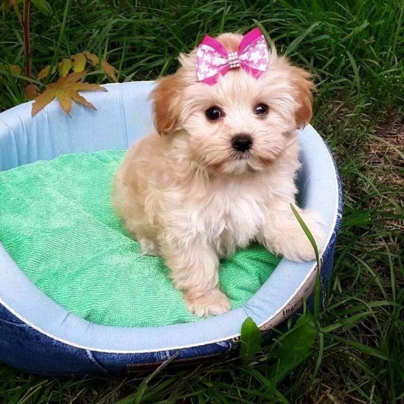 Maltipoo-Puppies-for-Sale-in-Madison-WI. Maltipoo Puppies for Sale in Madison WI