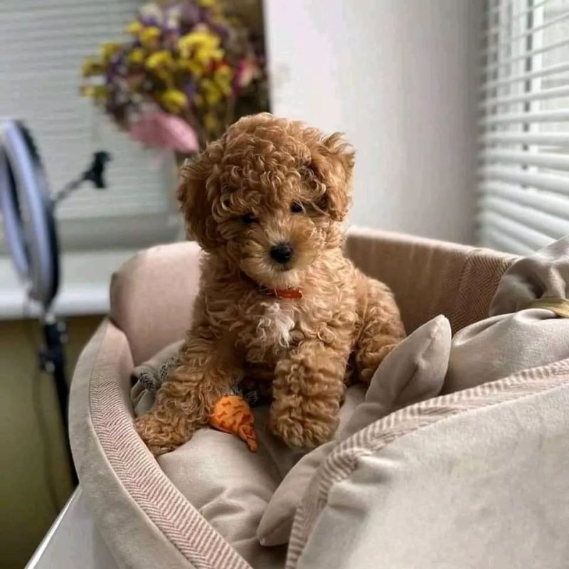 Maltipoo-Puppies-for-Sale-near-Chattanooga-Tennessee. Maltipoo Puppies for Sale near Chattanooga Tennessee